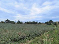 ขาย ที่ดิน WF132 แปลงเล็ก ราคาถูก ผัง EEC สีม่วงลาย พนานิคม นิคมพัฒนา ระยอง. 2 ไร่ 23 ตร.วา ติดถนนกว้าง 8 m ห่างถนน 3376 เพียง 200 m.-202507111725181752229518177.jpg