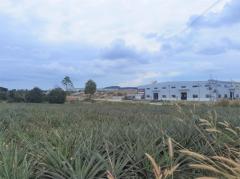 ขาย ที่ดิน WF132 แปลงเล็ก ราคาถูก ผัง EEC สีม่วงลาย พนานิคม นิคมพัฒนา ระยอง. 2 ไร่ 23 ตร.วา ติดถนนกว้าง 8 m ห่างถนน 3376 เพียง 200 m.-202507111725181752229518883.jpg