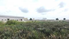 ขาย ที่ดิน WF132 แปลงเล็ก ราคาถูก ผัง EEC สีม่วงลาย พนานิคม นิคมพัฒนา ระยอง. 2 ไร่ 23 ตร.วา ติดถนนกว้าง 8 m ห่างถนน 3376 เพียง 200 m.-202507111725191752229519997.jpg