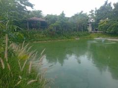 ขายด่วน! ที่ดินสวนเกษตรผสมผสานสไตล์รีสอร์ท อ.พัฒนานิคม จ.ลพบุรี พร้อมบ้านและสิ่งปลูกสร้างครบครัน โทร 063-3832910-202507131335071752388507010.jpg