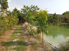 ขายด่วน! ที่ดินสวนเกษตรผสมผสานสไตล์รีสอร์ท อ.พัฒนานิคม จ.ลพบุรี พร้อมบ้านและสิ่งปลูกสร้างครบครัน โทร 063-3832910-202507131335071752388507531.jpg