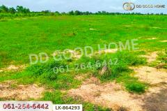 LK-864293 ที่ดินหนองหญ้าไซ 12 ไร่ 204 ตร.ว. สุพรรณบุรี ใกล้โรงเรียนบ้านหนองสำโรง-202507141336411752475001952.jpg