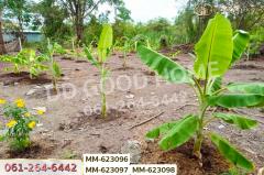 MM-623096 ที่ดินธัญบุรี 180 ตร.ว. หมู่บ้านทิพย์ธิดาแลนด์ 2 คลอง 11 ปทุมธานี ใกล้องค์การเภสัชกรรมธัญบุรี-202507141505341752480334482.jpg