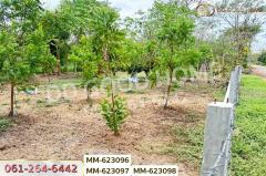 MM-623096 ที่ดินธัญบุรี 180 ตร.ว. หมู่บ้านทิพย์ธิดาแลนด์ 2 คลอง 11 ปทุมธานี ใกล้องค์การเภสัชกรรมธัญบุรี-202507141505351752480335079.jpg