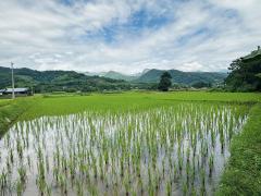 ขายที่ดิน ปัว น่าน 707 ตร.ว. ราคา 1.9 ล้าน-202507141553081752483188045.jpg