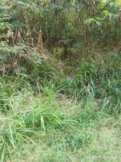 ขายที่ดินถมแล้ว 60 ตรว. ใกล้จุดเชื่อมต่อใหม่ มอเตอร์เวย์สาย 7 ใกล้สถานีรถไฟฟ้า เข้าได้ทั้งซอยห้วยกะปิ 12 , 13 และ 16  ต.ห้วยกะปิ อ.เมือง จ.ชลบุรี -202507141556401752483400125.jpg