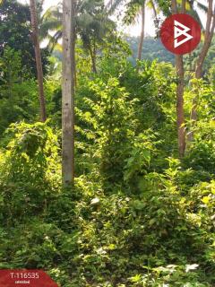 ขายที่ดิน เนื้อที่ 10 ไร่ 1 งาน 87 ตร.วา ปากน้ำ ชุมพร-202507151433251752564805510.jpg