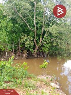 ขายที่ดิน เนื้อที่ 10 ไร่ 1 งาน 87 ตร.วา ปากน้ำ ชุมพร-202507151433261752564806044.jpg