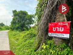 ขายที่ดินเปล่า เนื้อที่ 82.3 ตร.วา ท่างิ้ว นครศรีธรรมราช-202507151517161752567436470.jpg