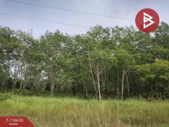 ขายที่ดิน เนื้อที่ 6 ไร่ 3 งาน 50 ตร.วา บางสะพาน ประจวบคีรีขันธ์-202507151618481752571128904.jpg