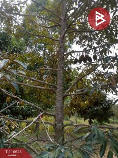 ขายที่ดินพร้อมสวน เนื้อที่ 7 ไร่ 22 ตร.วา มะขาม จันทบุรี-202507161112211752639141963.jpg