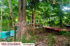 YG-934604 ที่ดินสามเงา 4 ไร่ 239.7 ตร.ว. ตาก ใกล้เขื่อนภูมิพล-202507161157291752641849299.jpg