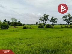ขายที่ดิน เนื้อที่ 15 ไร่ 40.9 ตร.วา ยางตลาด กาฬสินธุ์-202507161618101752657490895.jpg
