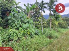 ขายที่ดิน เนื้อที่ 58 ตร.วา ทุ่งสง นครศรีธรรมราช-202507162018441752671924824.jpg