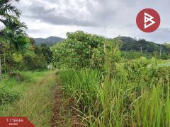 ขายที่ดิน เนื้อที่ 58 ตร.วา ทุ่งสง นครศรีธรรมราช-202507162018461752671926156.jpg