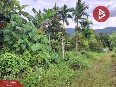 ขายที่ดิน เนื้อที่ 58 ตร.วา ทุ่งสง นครศรีธรรมราช-202507162018491752671929290.jpg