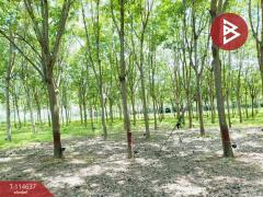 ขายที่ดิน เนื้อที่ 21 ไร่ 3 งาน 52 ตร.วา ยางตลาด กาฬสินธุ์-202507171535441752741344594.jpg