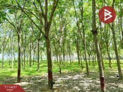 ขายที่ดิน เนื้อที่ 21 ไร่ 3 งาน 52 ตร.วา ยางตลาด กาฬสินธุ์-202507171535461752741346921.jpg