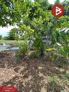 ขายที่ดิน เนื้อที่ 10 ไร่ 25.9 ตร.วา บางพลี สมุทรปราการ-202507180939081752806348376.jpg