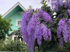 ขายบ้านสวน ไทรน้อย นนทบุรี 2.35 ลบ (ลดจาก 2.65 ลบ) พร้อมไม้ดอกผลไม้ มีวิวทุ่งนา ใกล้วัดมะสง ไม่ไกลจากกรุงเทพฯ โทร 085-2619111-202507191350061752907806744.jpg
