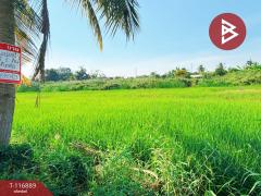 ขายที่ดิน ถ.ขุมทอง-ลำต้อยติ่ง เนื้อที่ 1 งาน ลาดกระบัง กรุงเทพมหานคร-202507191512451752912765376.jpg