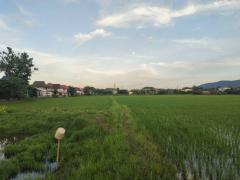 ขาย ที่ดิน เชียงราย ท่าสาย      เนื้อที่ 32 ไร่ 5 ตรว-202507212235081753112108395.jpg