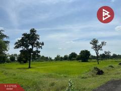 ขายที่ดิน เนื้อที่ 7 ไร่ 2 งาน 87 ตร.วา ชุมเห็ด บุรีรัมย์-202507221231171753162277218.jpg