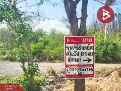 ขายที่ดิน เนื้อที่ 1 งาน 25 ตร.วา ตาคลี นครสวรรค์-202507221726021753179962860.jpg