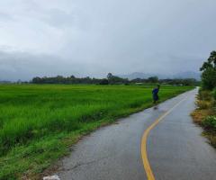 ประกาศขายที่นา - ตำบลแม่โป่ง อำเภอดอยสะเก็ด เจ้าของขายเอง-202507241908401753358920240.jpg