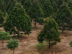 ขาย ที่ดิน สวนทุเรียน 16 ไร่ 1 งาน 40 ตร.วา ให้ผลผลิตแล้ว อ.บ่อไร่ จ.ตราด-202507242207481753369668556.jpg