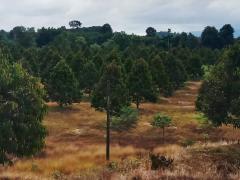 ขาย ที่ดิน สวนทุเรียน 16 ไร่ 1 งาน 40 ตร.วา ให้ผลผลิตแล้ว อ.บ่อไร่ จ.ตราด-202507242207501753369670141.jpg