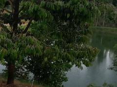 ขาย ที่ดิน สวนทุเรียน 16 ไร่ 1 งาน 40 ตร.วา ให้ผลผลิตแล้ว อ.บ่อไร่ จ.ตราด-202507242207511753369671757.jpg