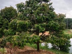 ขาย ที่ดิน สวนทุเรียน 16 ไร่ 1 งาน 40 ตร.วา ให้ผลผลิตแล้ว อ.บ่อไร่ จ.ตราด-202507242207521753369672297.jpg