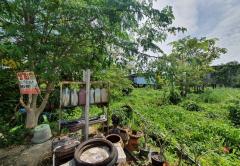 ขายที่ดิน สามโคก ใกล้ม.ธรรมศาสตร์รังสิต เนื้อที่ 162 ตร.ว. แปลงสวย-202507290907171753754837755.jpg