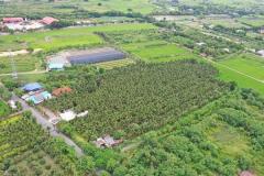 ขายที่ดินพร้อมสวนมะพร้าว 7 ไร่ 2 งาน 11 ตรว. บรรยากาศร่มรื่น สวยงาม เหมาะแก่การลงทุนระยะยาว โทร 088-2559999 เจ้าของขายเอง-202507311220371753939237037.jpg