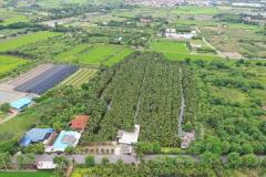 ขายที่ดินพร้อมสวนมะพร้าว 7 ไร่ 2 งาน 11 ตรว. บรรยากาศร่มรื่น สวยงาม เหมาะแก่การลงทุนระยะยาว โทร 088-2559999 เจ้าของขายเอง-202507311220371753939237530.jpg