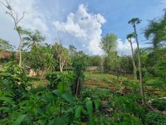 ขายถูก ที่ดิน แถมบ้าน ต.​กลางดง​ อ.ปากช่อง 435 ตรว ​-202508031152011754196721547.jpg