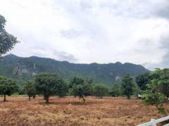 ขาย ที่ดิน เขาใหญ่ ต.พญาเย็น อ.ปากช่อง 20 ไร่ วิวเทพสุดๆ-202508031320451754202045548.jpg