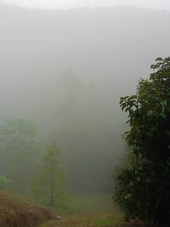 ขายที่ดินพร้อมสวนผลไม้และพืชเศรษฐกิจ 130 ไร่ ระนอง — ล้อมลำธาร น้ำดีตลอดปี 130 Rai Land with Fruit & Economic Crops for Sale in Ranong – Surrounded by Stream, Water Year‑Round 泰国拉农府130莱果园与经济作物土地出售 — 天然溪流环绕，全年水源充足-202508042135531754318153241.jpg