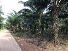  ขายที่ดิน 25 ไร่ อ.กบินทร์บุรี จ.ปราจีนบุรี-202508061056421754452602315.jpeg