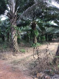  ขายที่ดิน 25 ไร่ อ.กบินทร์บุรี จ.ปราจีนบุรี-202508061056421754452602939.jpeg