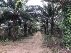  ขายที่ดิน 25 ไร่ อ.กบินทร์บุรี จ.ปราจีนบุรี-202508061056451754452605401.jpeg