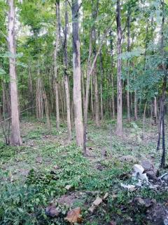 ขายด่วน ที่ดิน จ.ตาก มีต้นสัก 1000 กว่าต้น-202508061636471754473007119.jpg