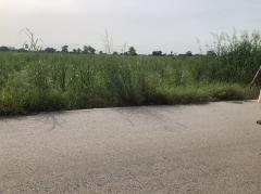 ขายที่ดิน 69 ไร่ ขายไร่ละ 165,000 บาท บ้านดงโคกขามเทศบาลบึงระมาน-202508070143251754505805801.jpg