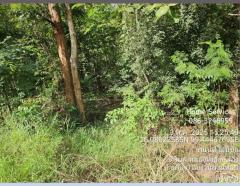 ขายที่ดินพร้อมบ้าน 1 หลัง 320 ไร่ ถ.ตาก-สุโขทัย (ทล.หมายเลข 12) ต.หนองหญ้าปล้อง อ.บ้านด่านลานหอย สุโขทัย ปลูกไม้ยูคา ใกล้รร.หนองหญ้าปล้อง       -202508071407431754550463035.jpg