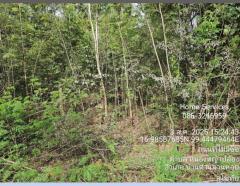 ขายที่ดินพร้อมบ้าน 1 หลัง 320 ไร่ ถ.ตาก-สุโขทัย (ทล.หมายเลข 12) ต.หนองหญ้าปล้อง อ.บ้านด่านลานหอย สุโขทัย ปลูกไม้ยูคา ใกล้รร.หนองหญ้าปล้อง       -202508071407441754550464933.jpg