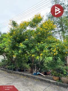 ขายที่ดิน เนื้อที่ 93 ตร.วา บ้านกลาง ปทุมธานี-202508071632091754559129542.jpg