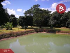 ขายที่ดิน เนื้อที่ 36 ไร่ 2 งาน 96 ตารางวา ห้วยสัก เชียงราย-202508071824151754565855645.jpg