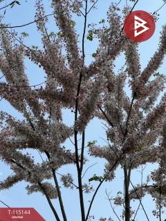 ขายที่ดิน เนื้อที่ 36 ไร่ 2 งาน 96 ตารางวา ห้วยสัก เชียงราย-202508071824171754565857785.jpg