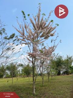 ขายที่ดิน เนื้อที่ 36 ไร่ 2 งาน 96 ตารางวา ห้วยสัก เชียงราย-202508071824181754565858865.jpg